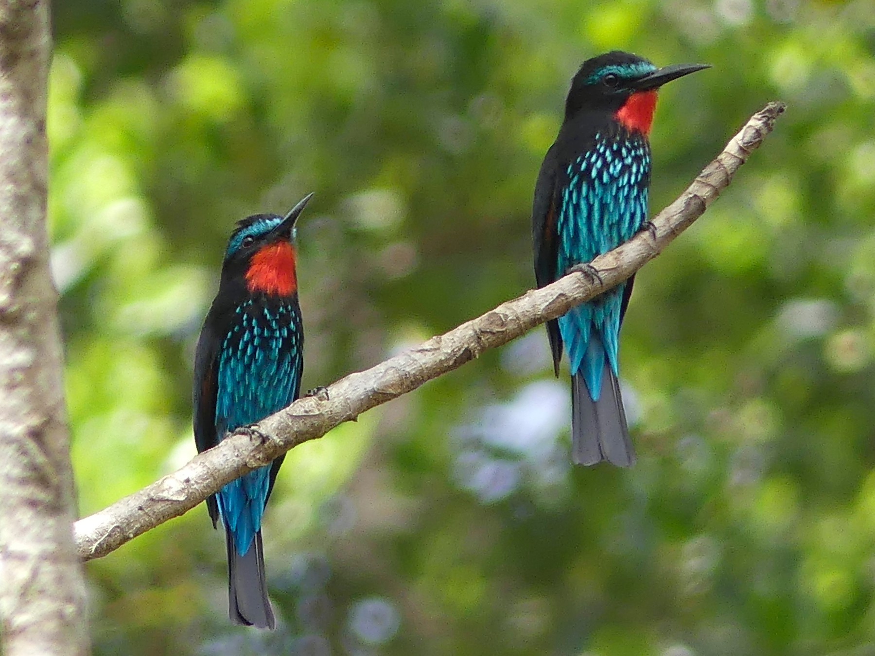 Black Bee-eater - Bob Andrews