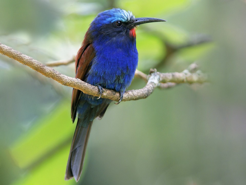 Blue-headed Bee-eater - Yann Kolbeinsson