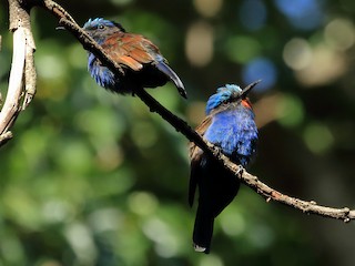 ムラサキハチクイ - eBird