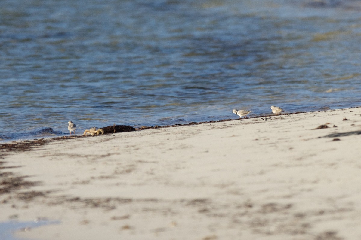 Piping Plover - ML25096311