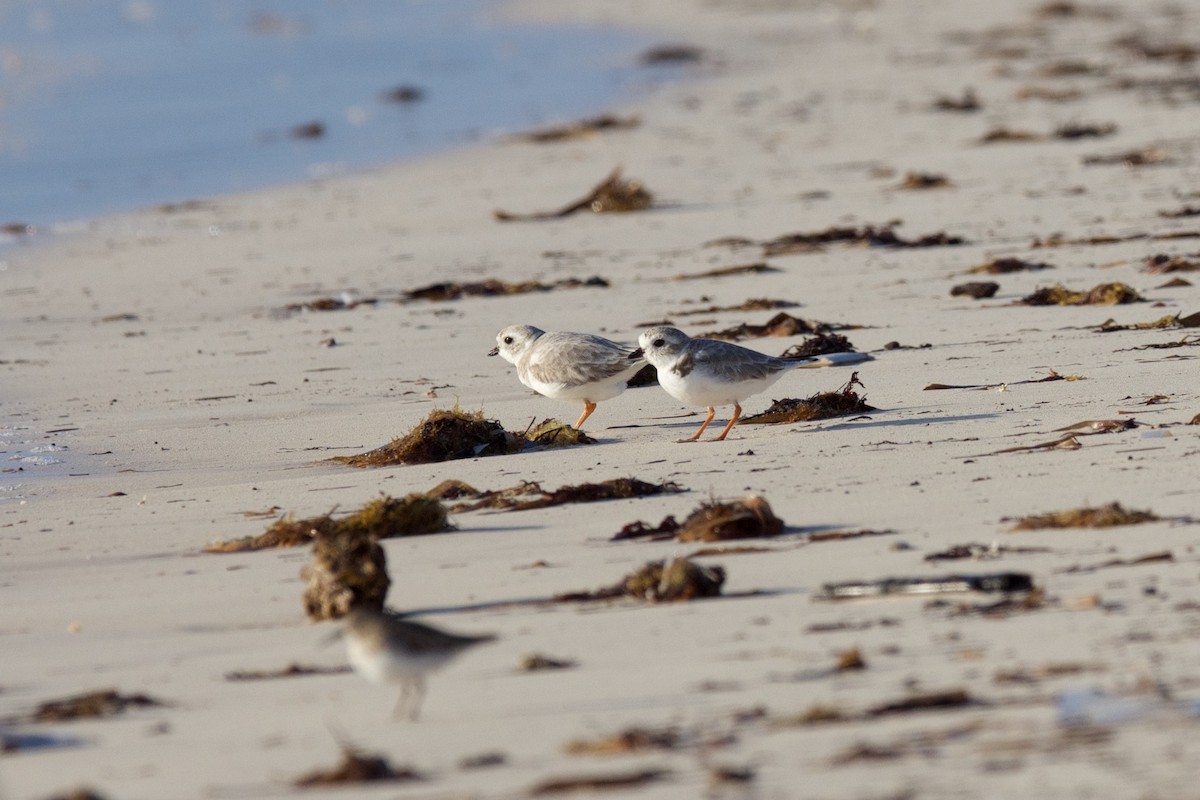 Piping Plover - ML25096321