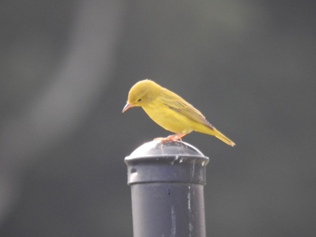 Yellow Warbler - LF Melliny