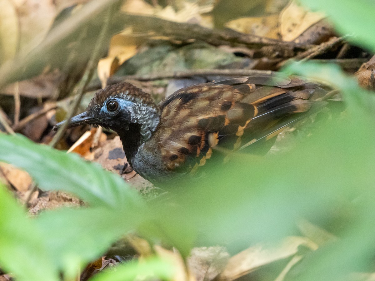 Wing-banded Antbird - ML250967911