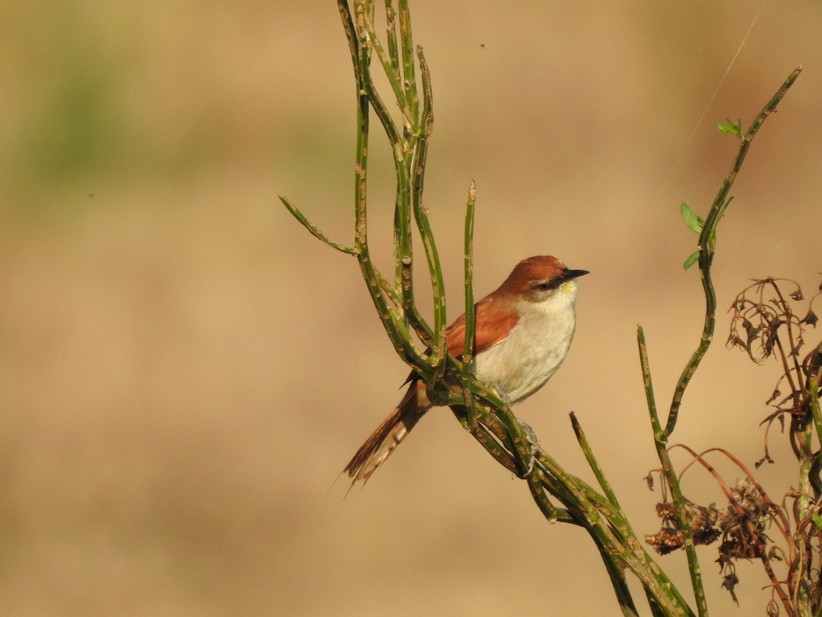 Yellow-chinned Spinetail - ML250972971
