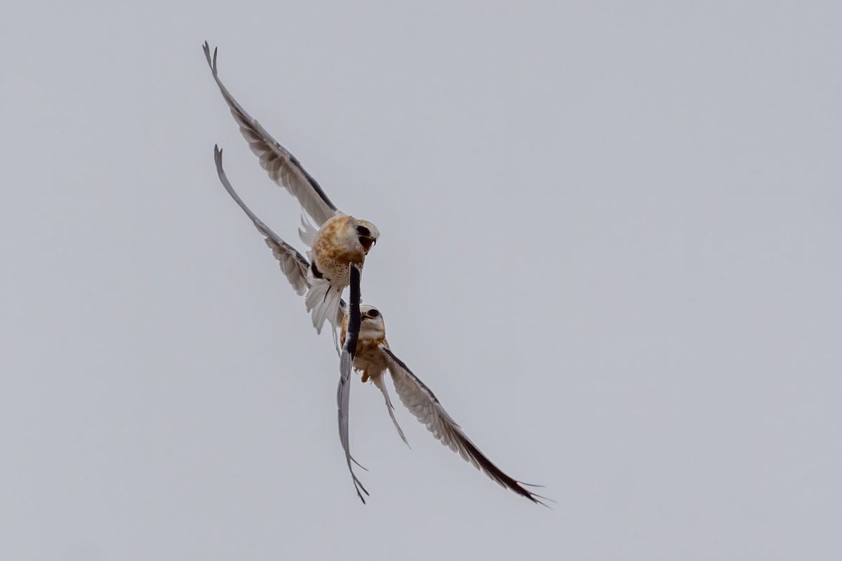 White-tailed Kite - ML250973071
