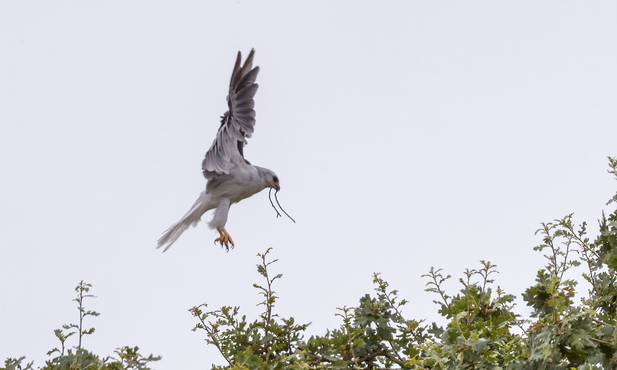 White-tailed Kite - ML250973101