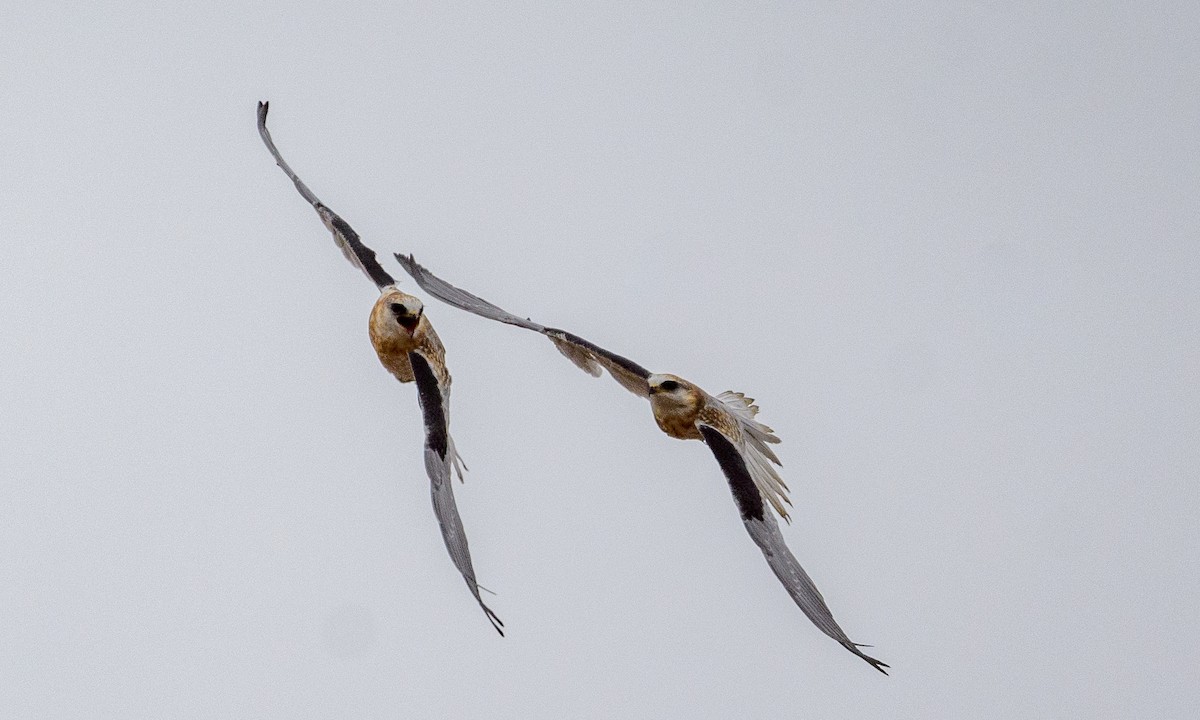 White-tailed Kite - ML250973131