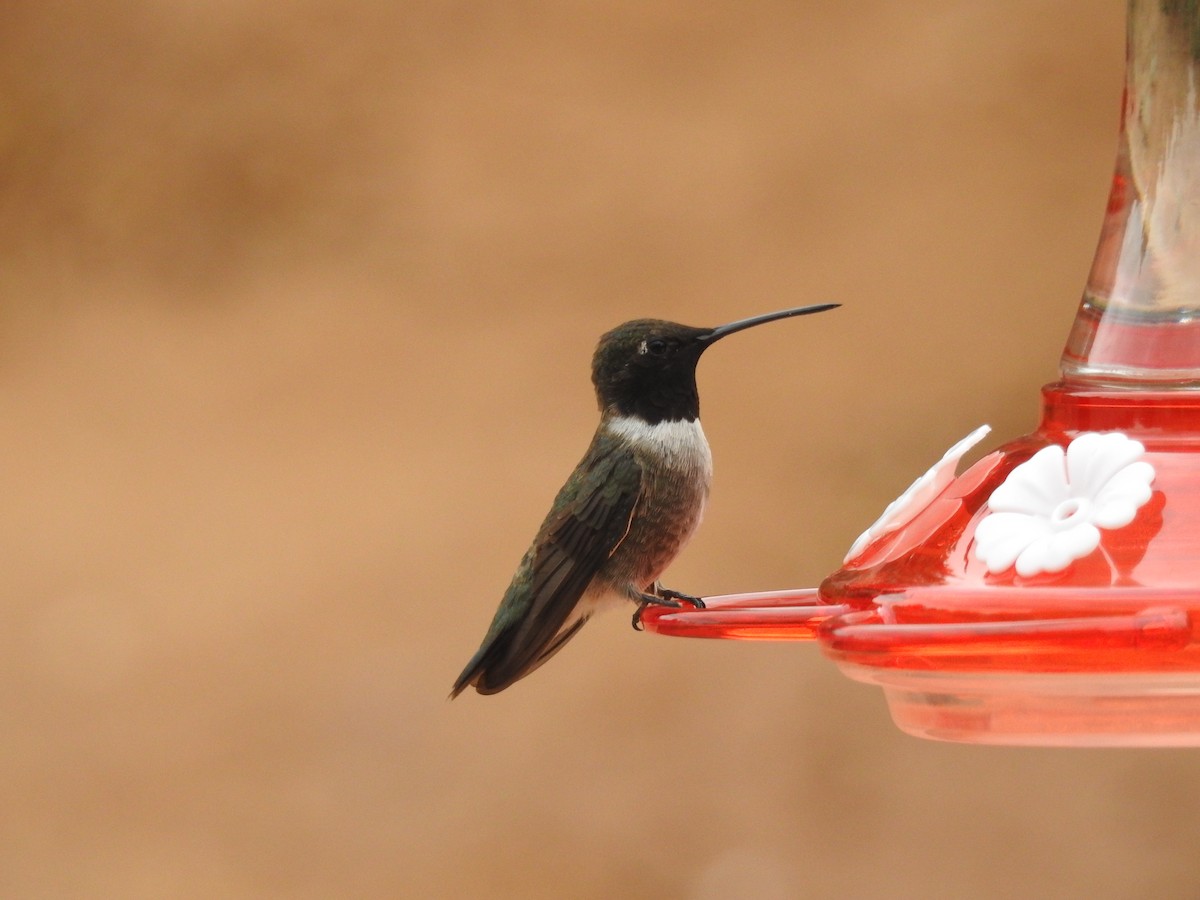 Black-chinned Hummingbird - ML250974591