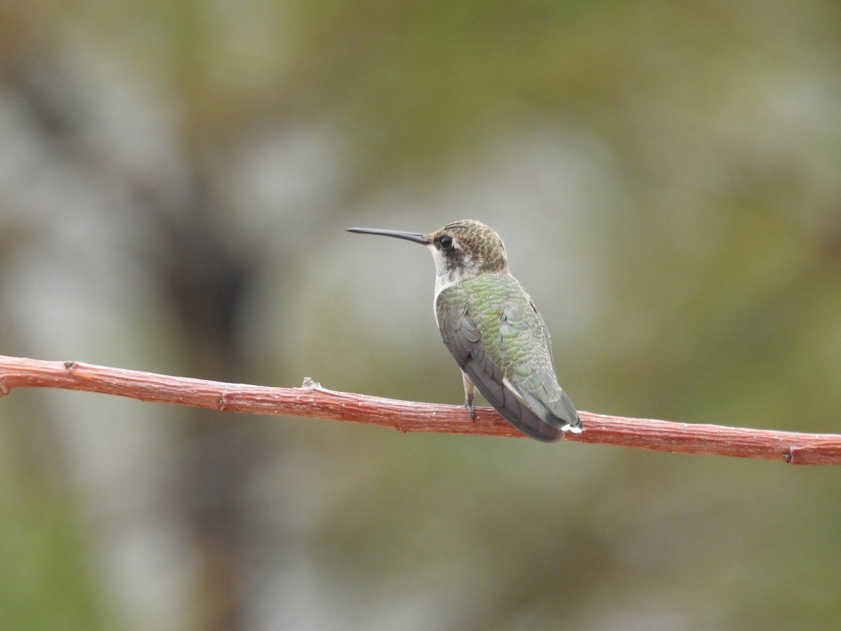 Black-chinned Hummingbird - ML250974701