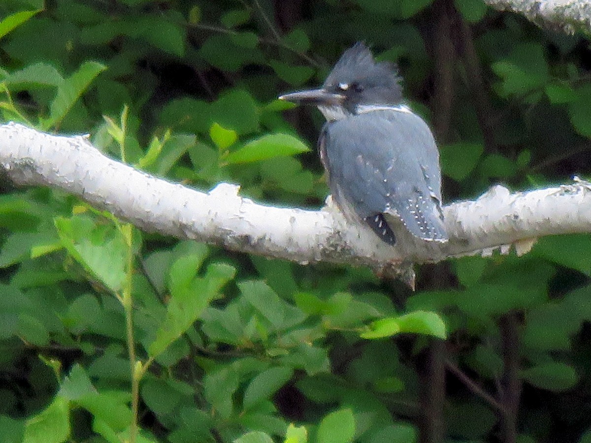 Belted Kingfisher - ML250976891