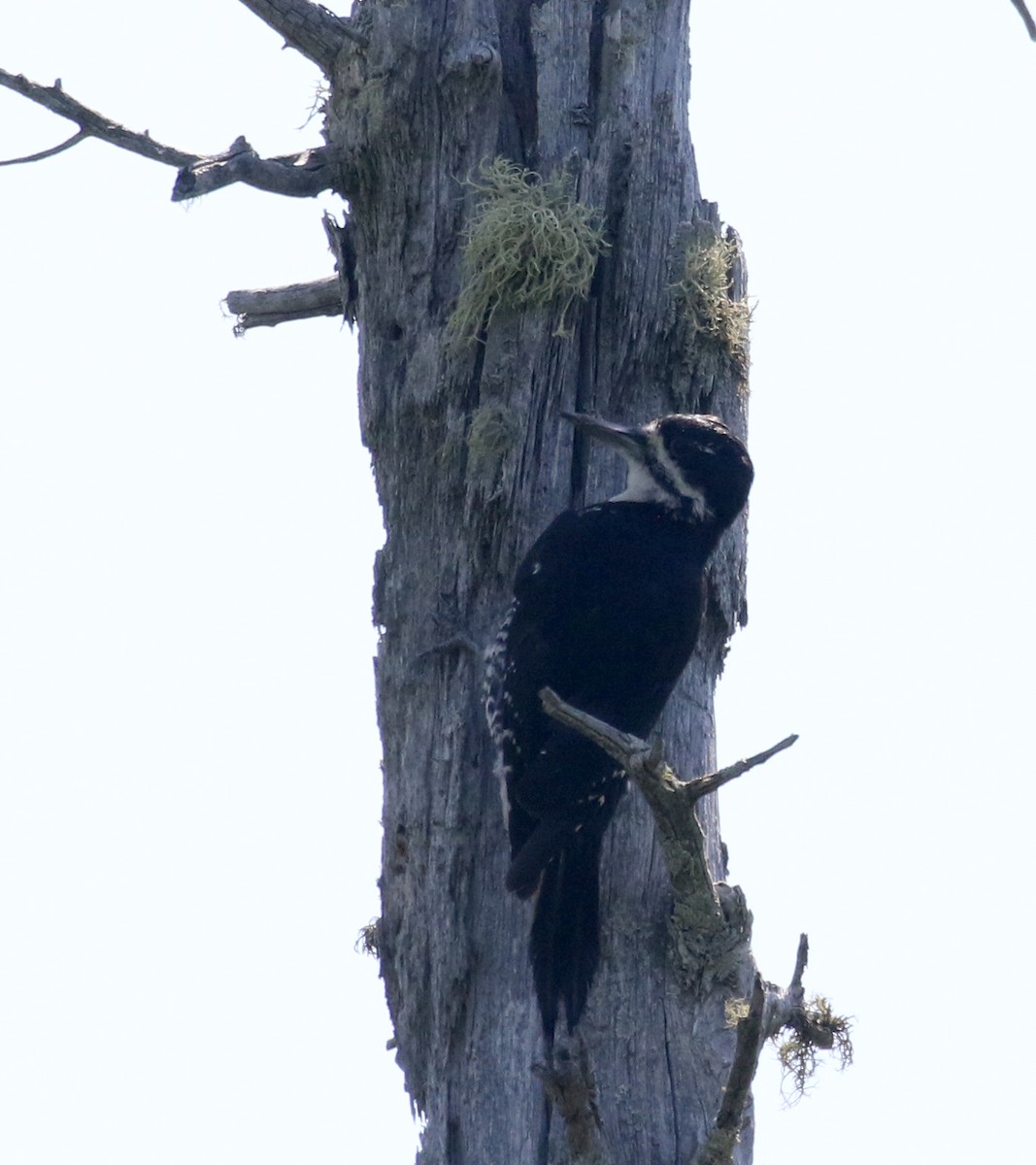Black-backed Woodpecker - ML250979051