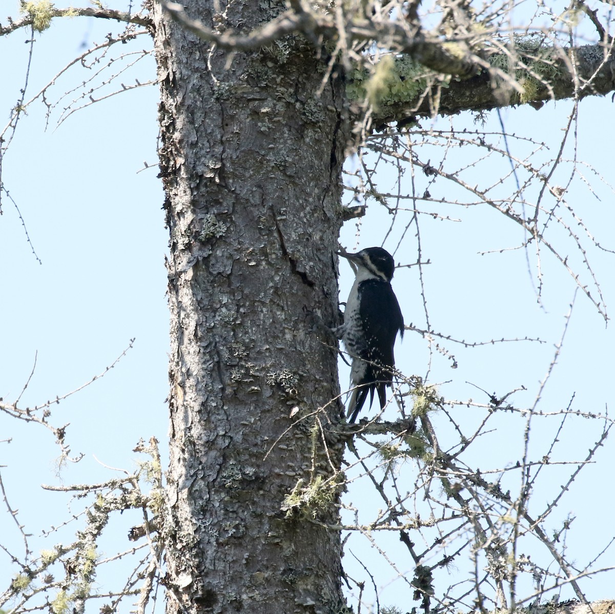 Black-backed Woodpecker - ML250979181