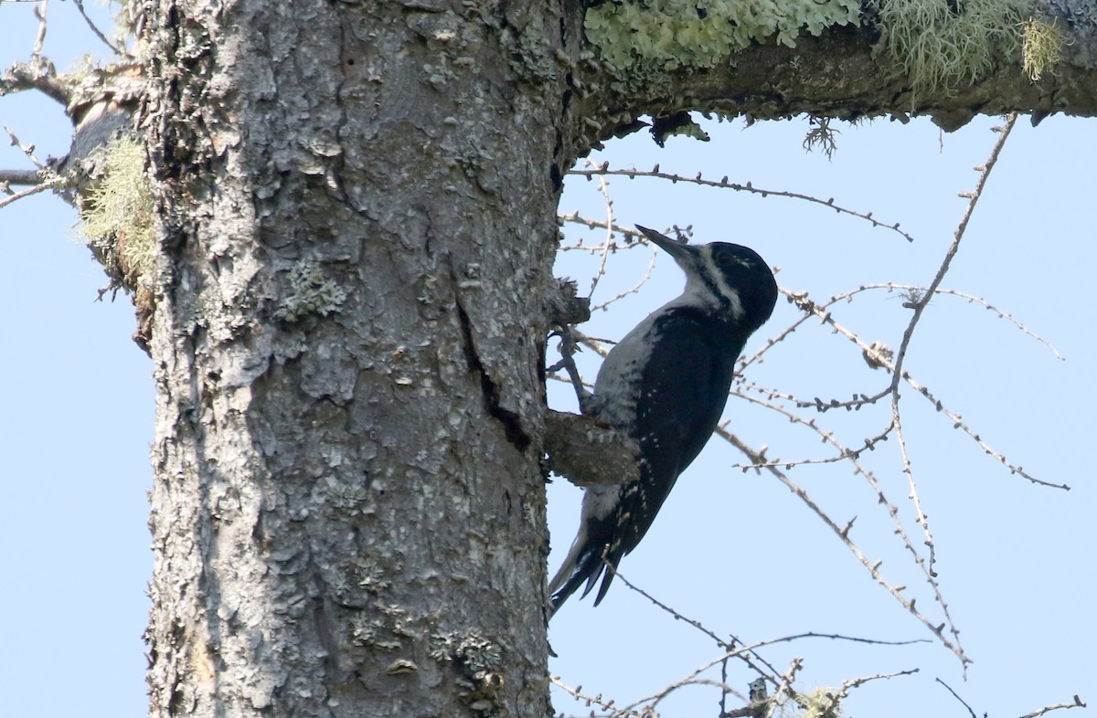 Black-backed Woodpecker - ML250979191