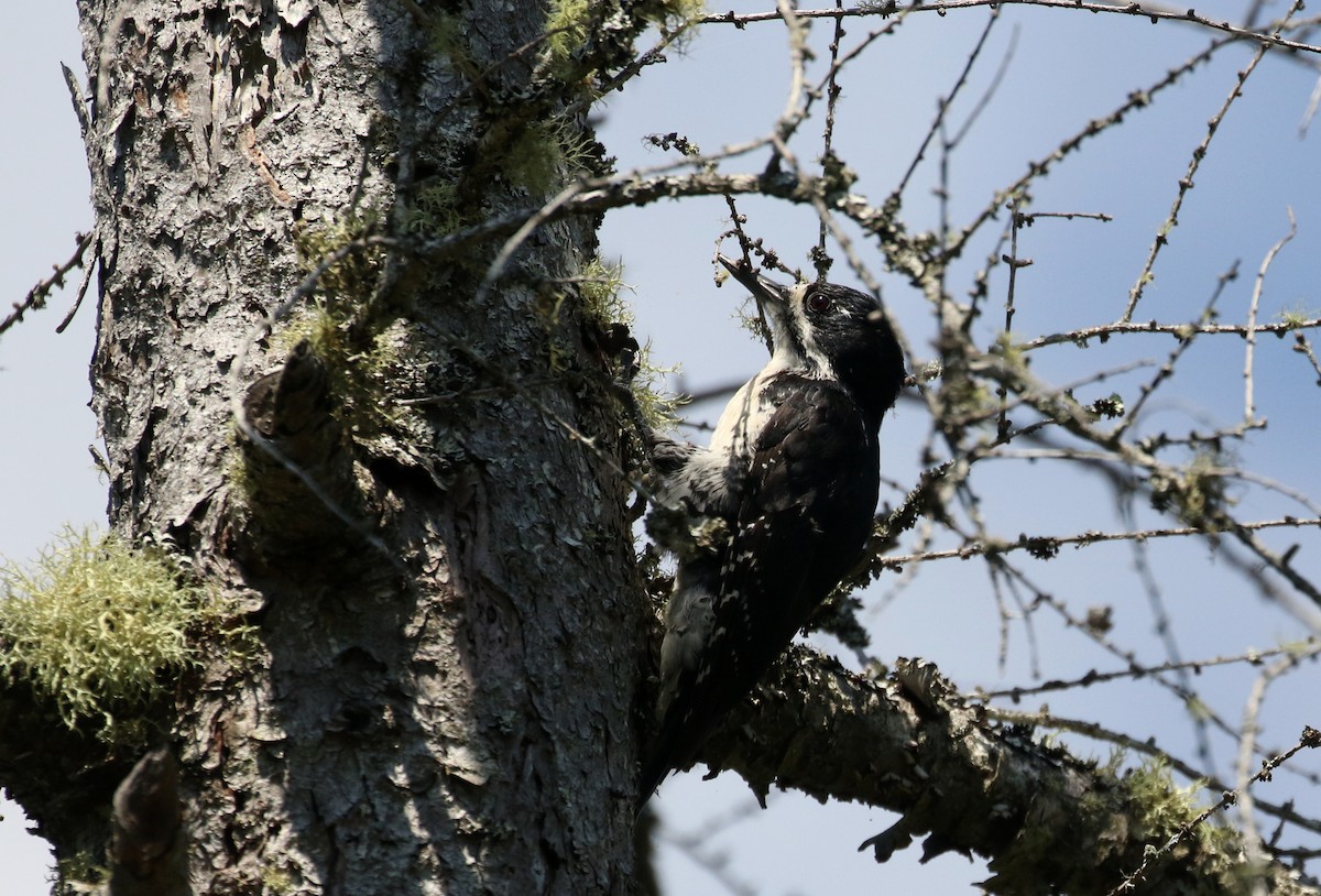 Black-backed Woodpecker - ML250979281