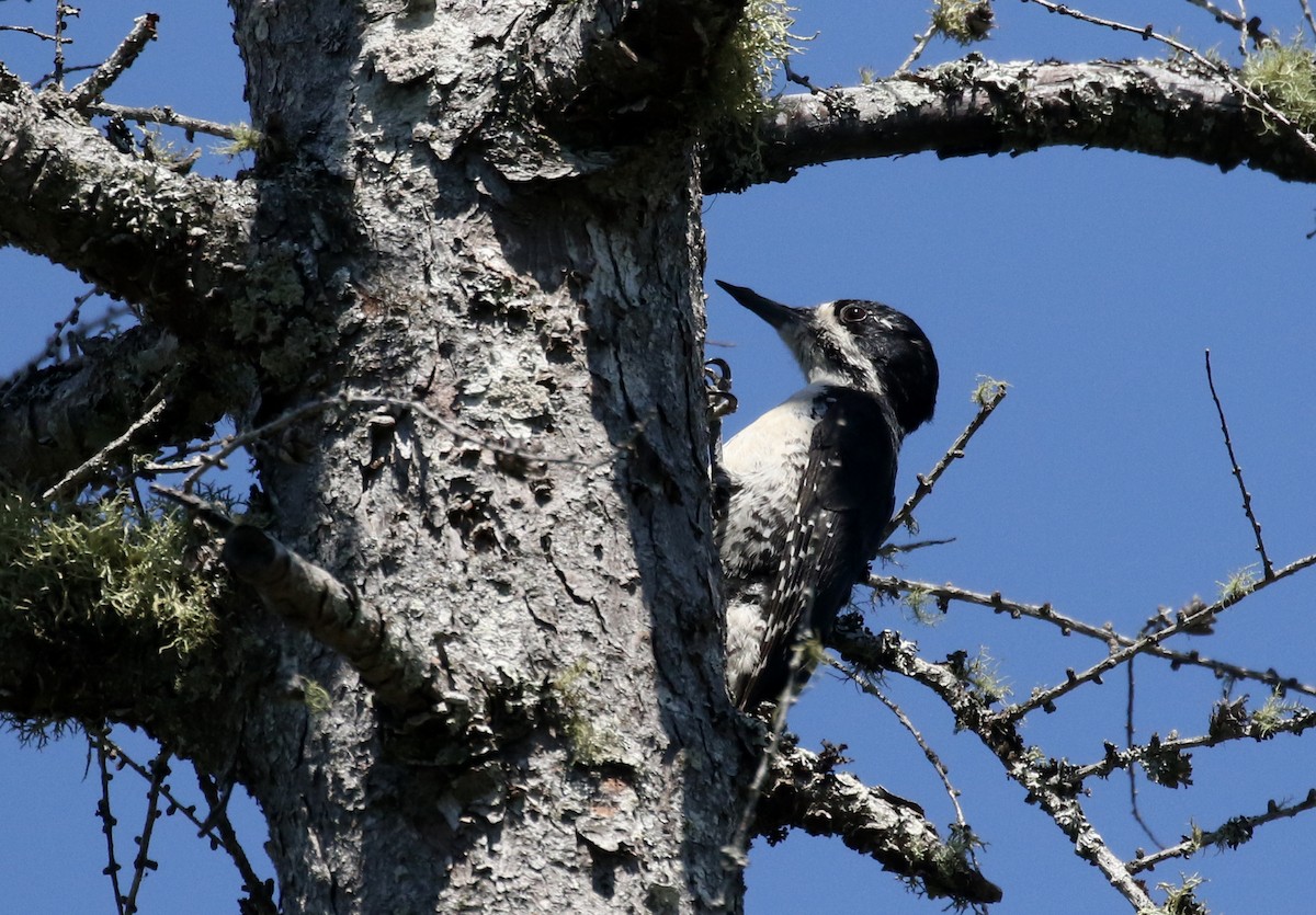 Black-backed Woodpecker - ML250979311