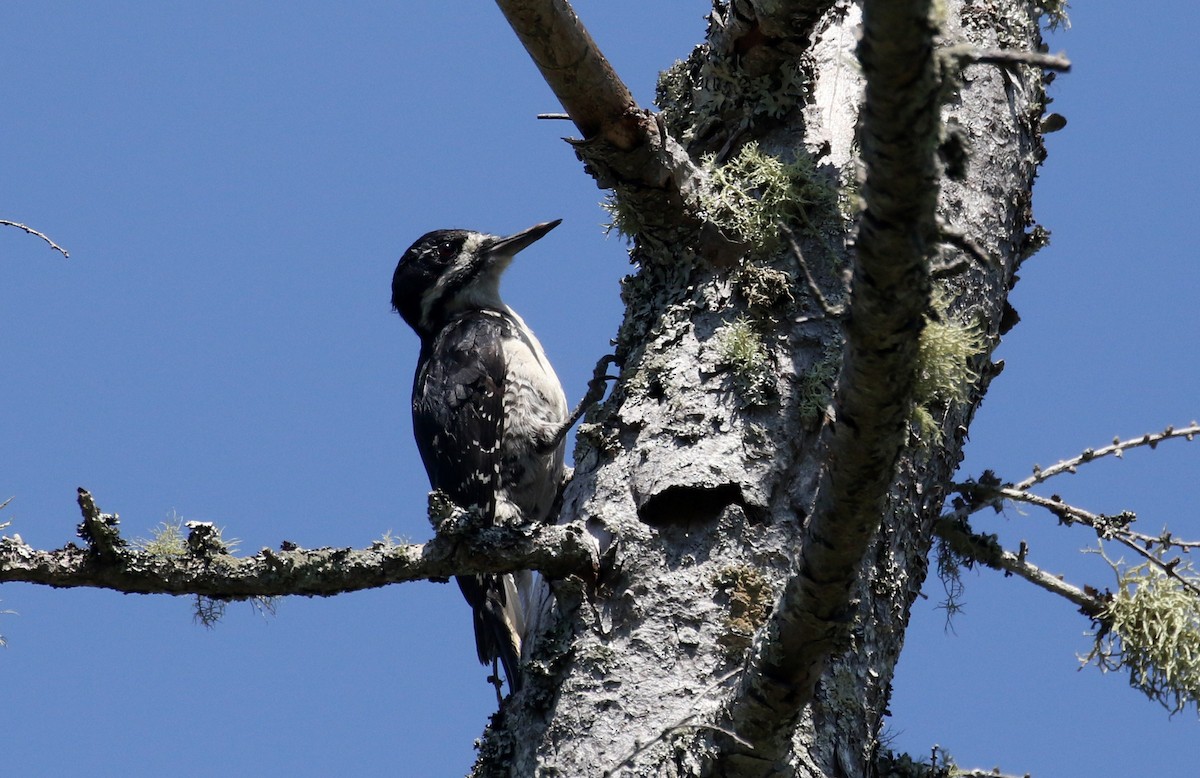 Black-backed Woodpecker - ML250979341