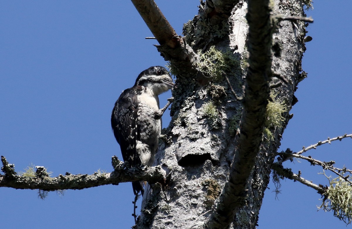 Black-backed Woodpecker - ML250979361