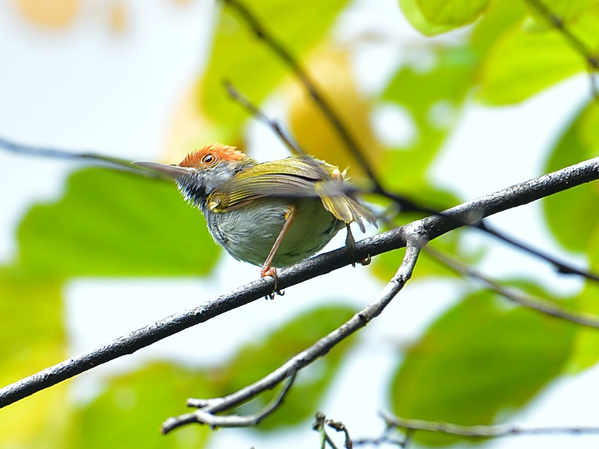 Dark-necked Tailorbird - Choong YT