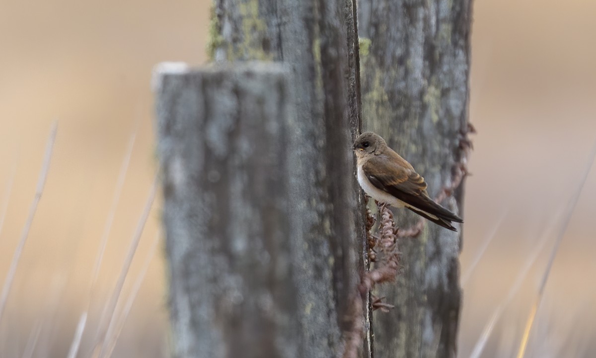 Northern Rough-winged Swallow - Becky Matsubara