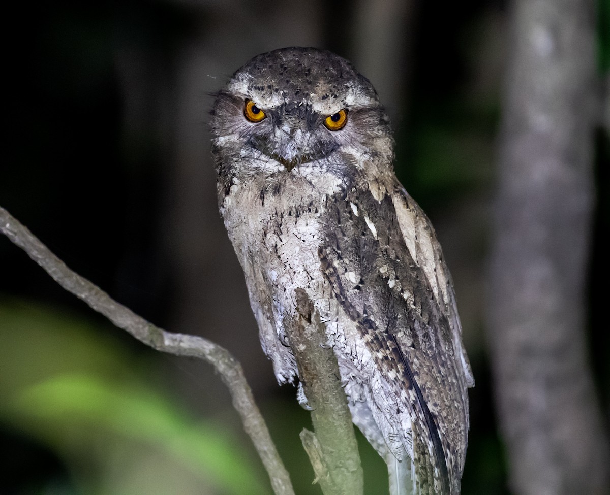Marbled Frogmouth - ML250989071