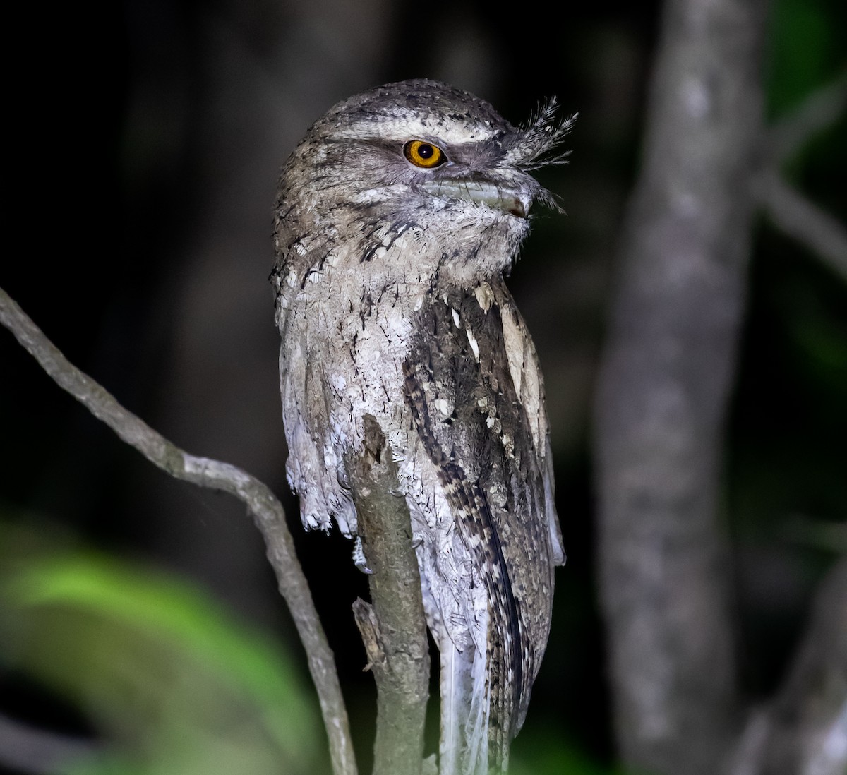 Marbled Frogmouth - Ron Hoff Dollyann Myers