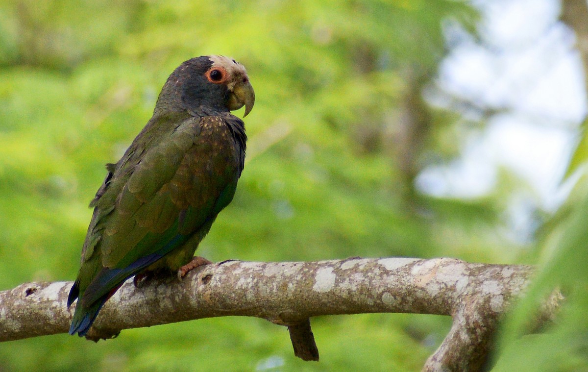 White-crowned Parrot - ML250990941