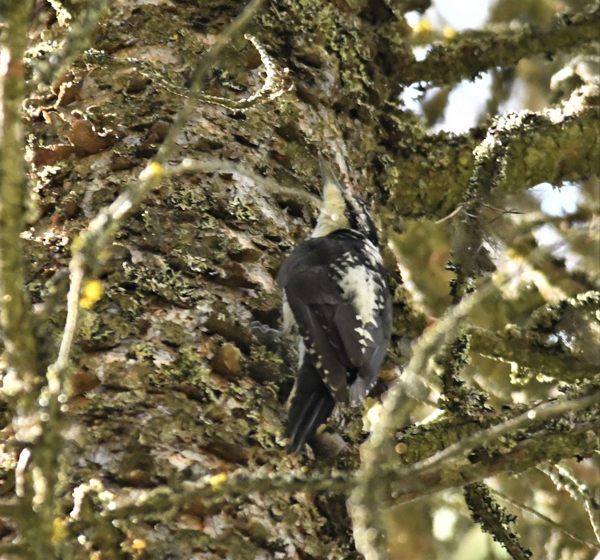 American Three-toed Woodpecker - Gallus Quigley