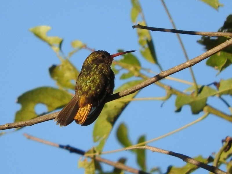 Gilded Hummingbird - Maximiliano Sager