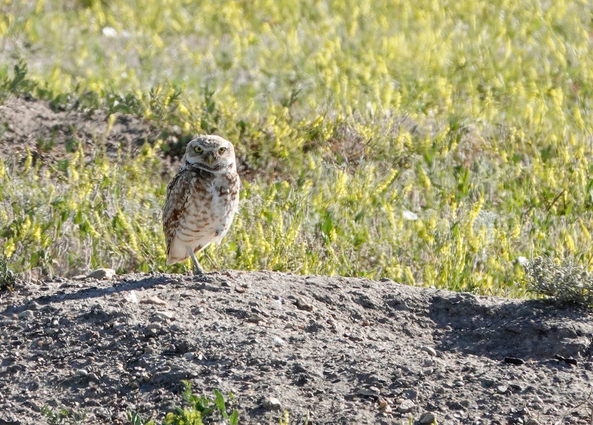 Burrowing Owl - Bob Dunlap