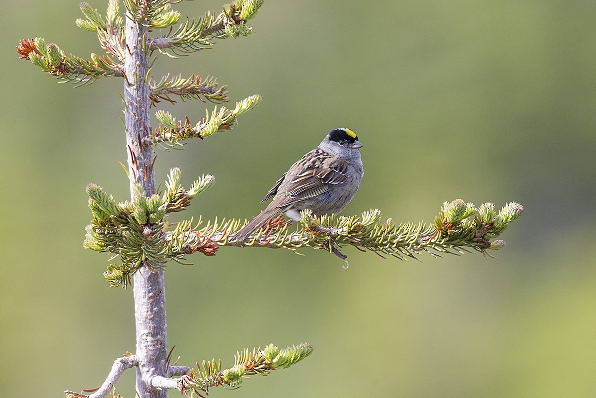 Golden-crowned Sparrow - Jeff Dyck
