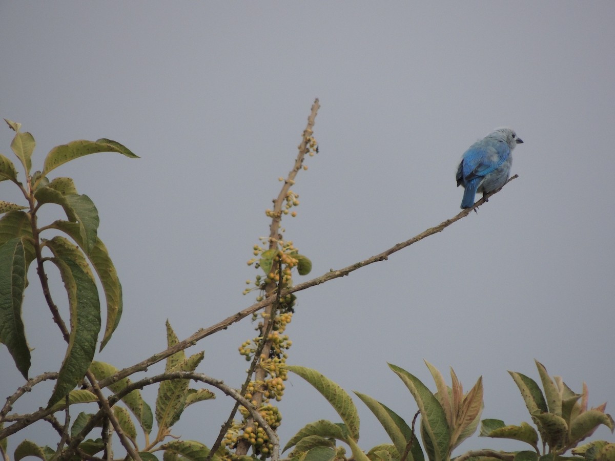 Blue-gray Tanager - ML250999701