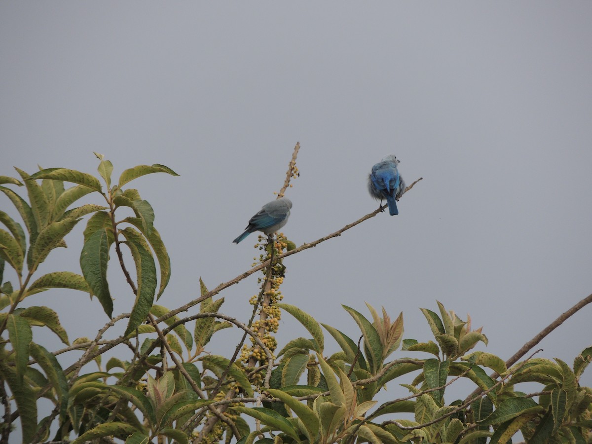 Blue-gray Tanager - ML250999761