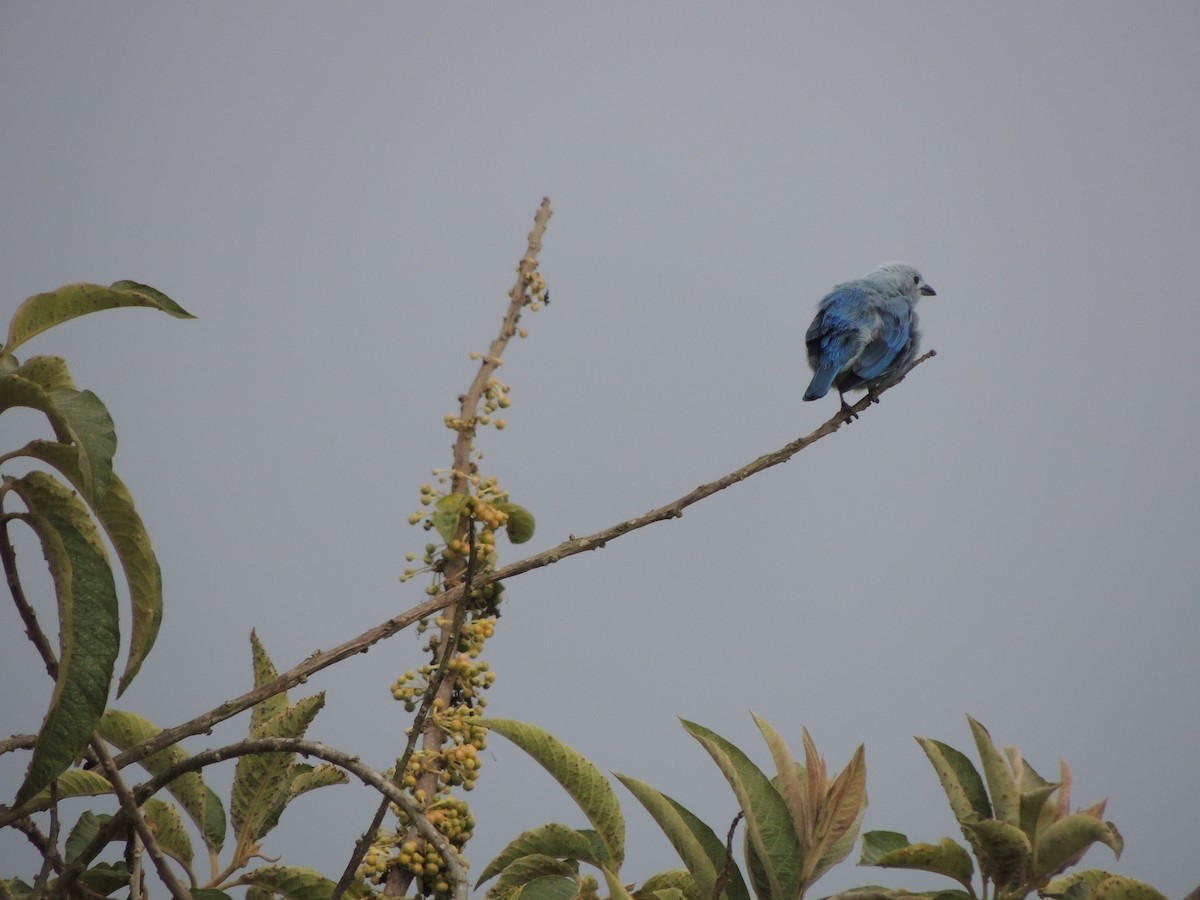 Blue-gray Tanager - ML251000071