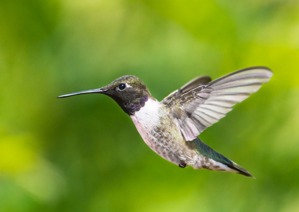 Black-chinned Hummingbird - ML251003411