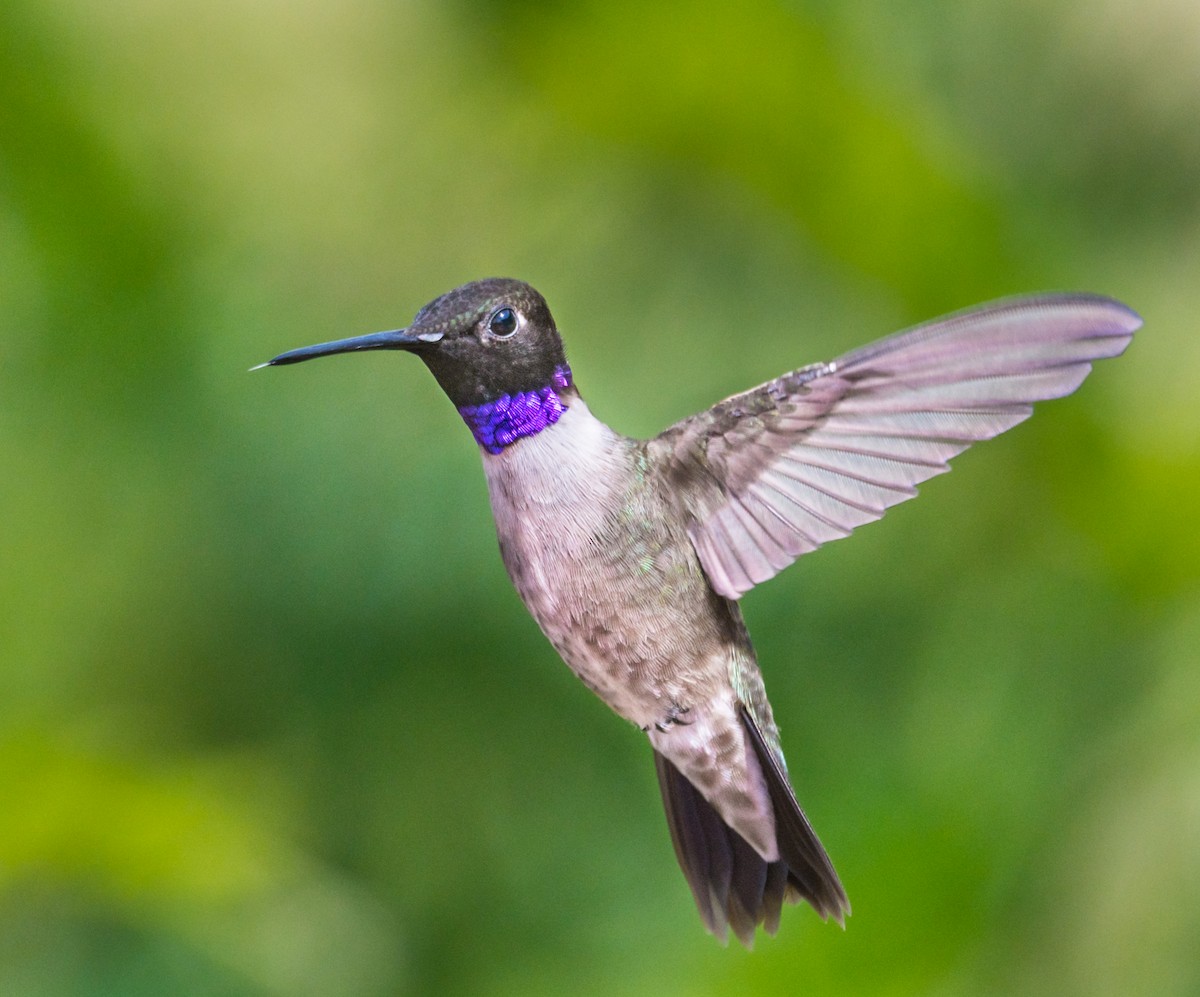 Black-chinned Hummingbird - Jim Merritt