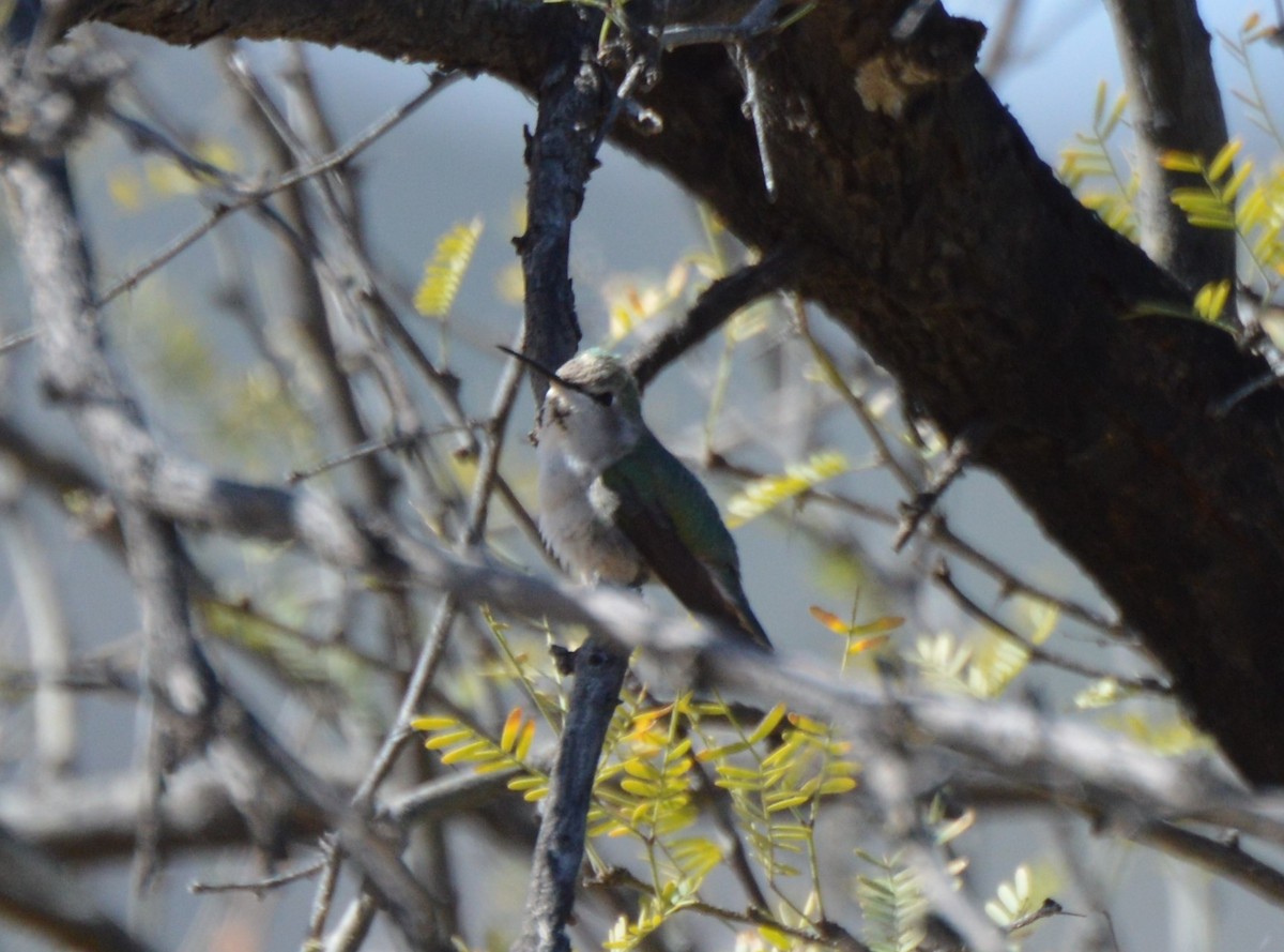 Costa's Hummingbird - ML25101221