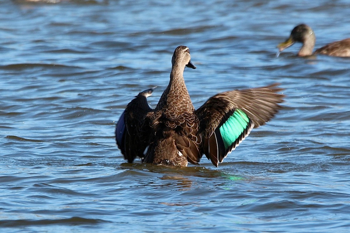 Pacific Black Duck - Pauline and Ray Priest