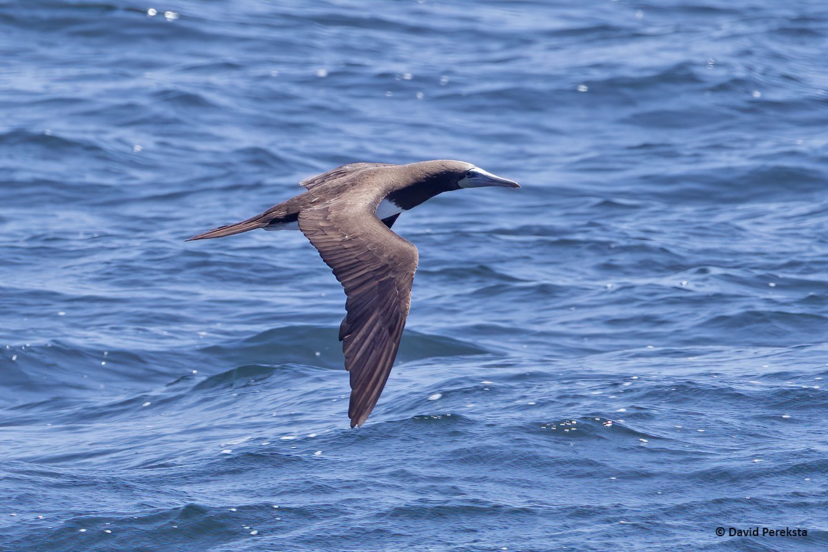 Brown Booby - ML251016161