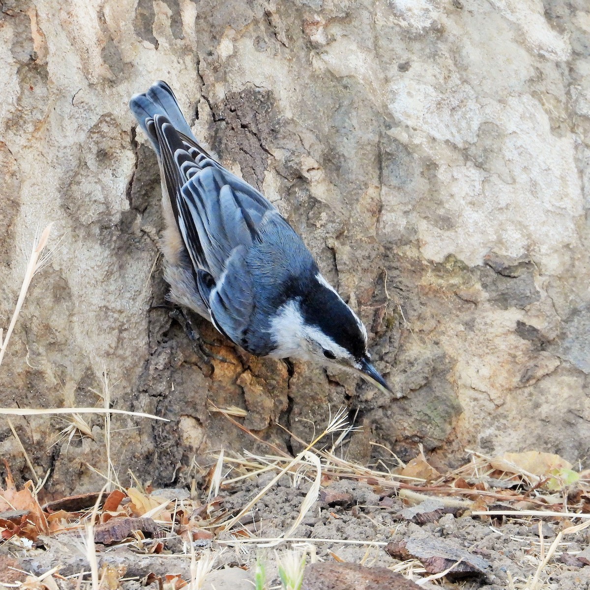 White-breasted Nuthatch - ML251020381