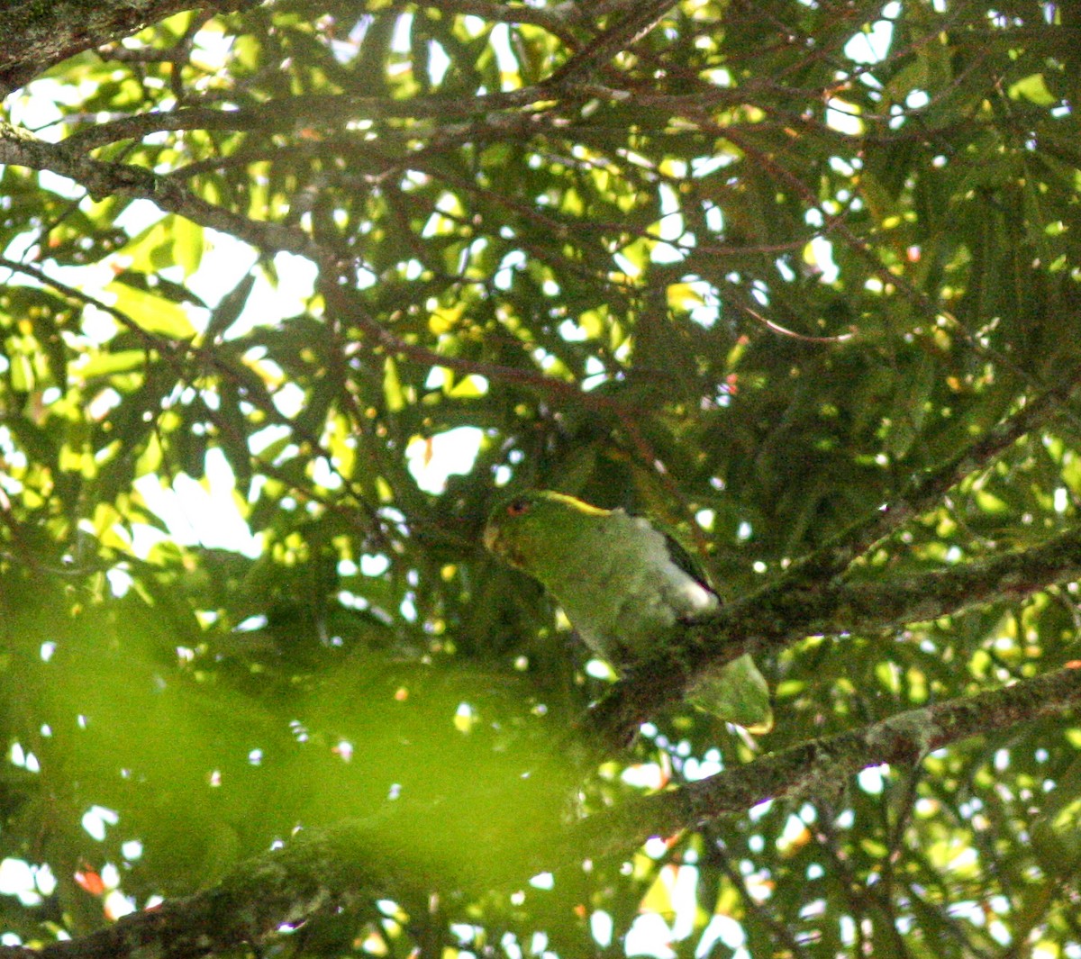 Brown-backed Parrotlet - ML251025851