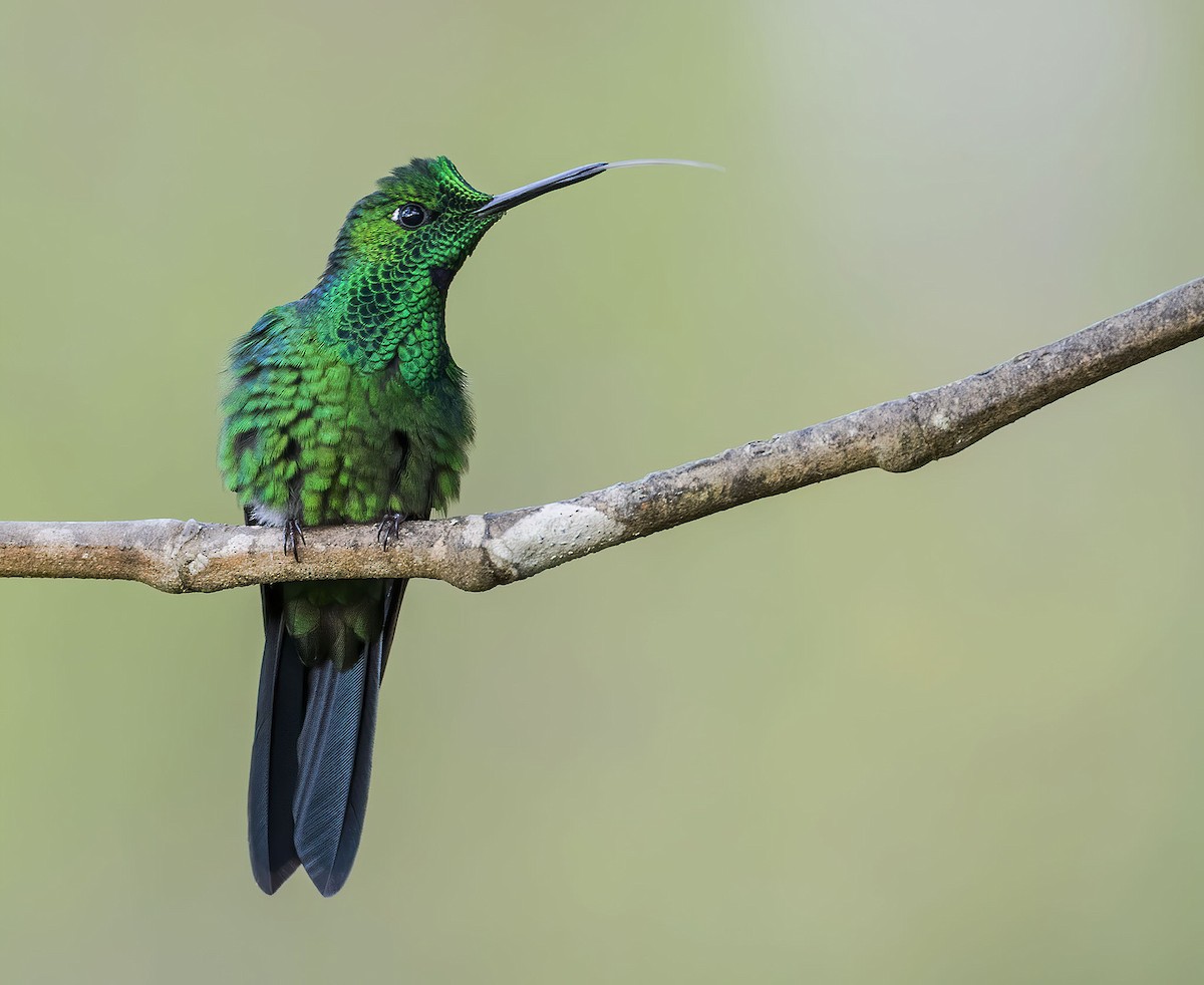 Green-crowned Brilliant - ML251028761