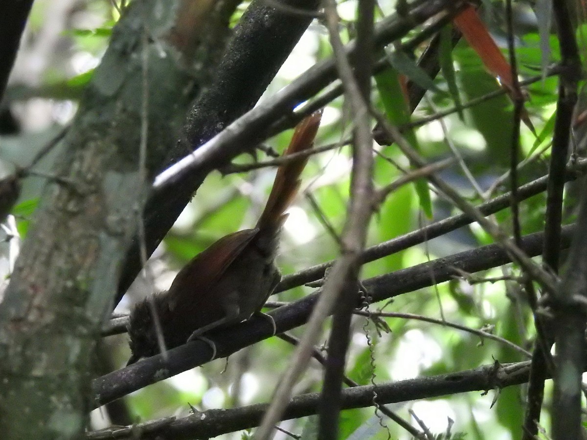 Gray-bellied Spinetail - ML251028921