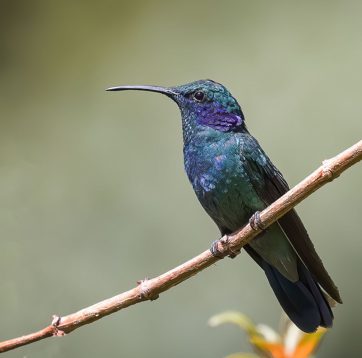 kolibřík modrouchý - ML251029151