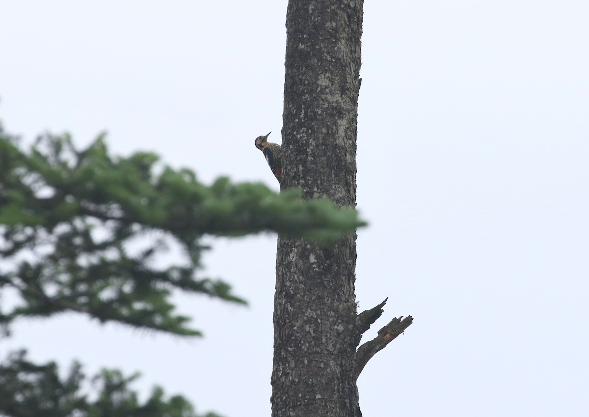 Darjeeling Woodpecker - ML251029471