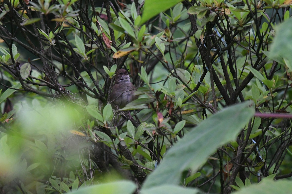 Sichuan Bush Warbler - Cheng Qian