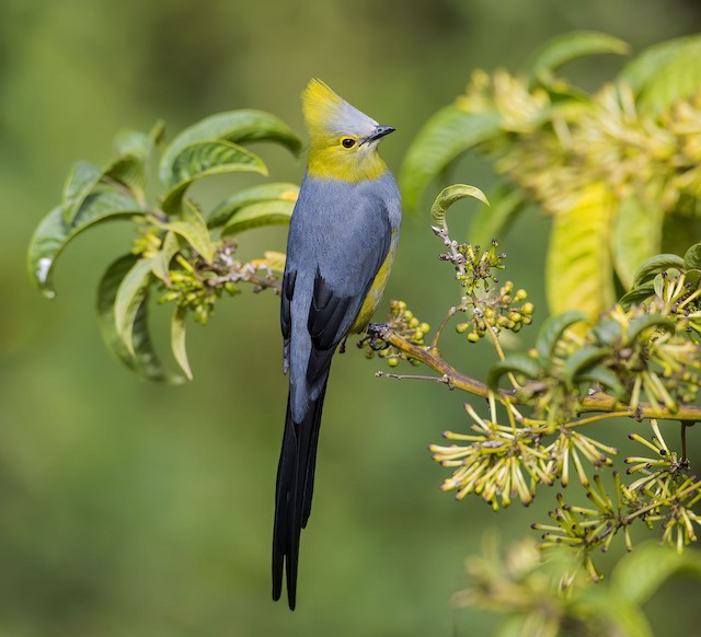 Long-tailed Silky-flycatcher - eBird