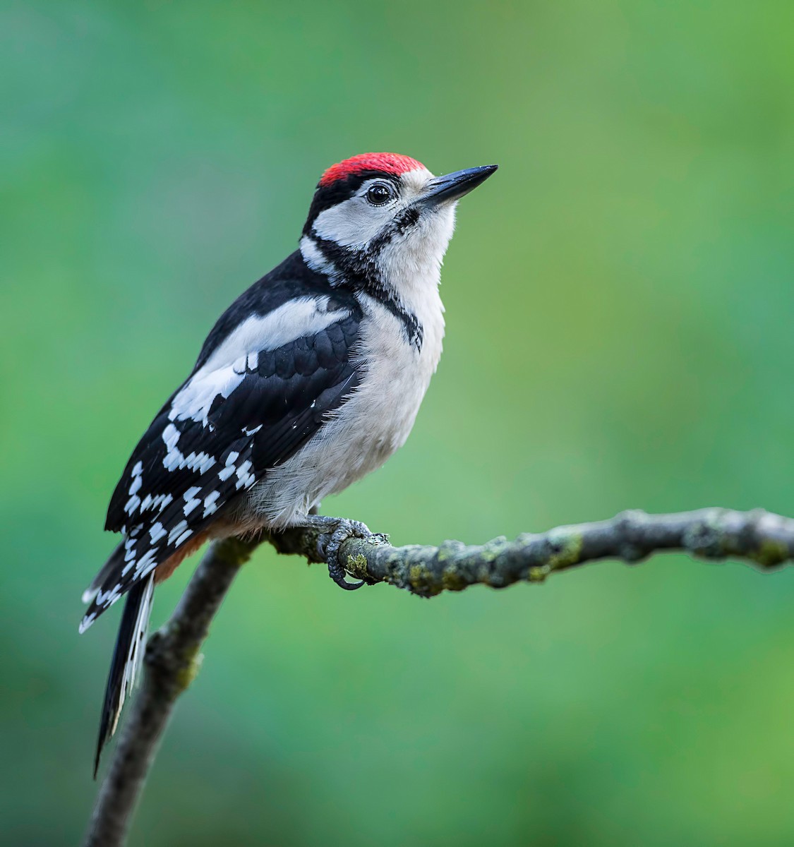 Great Spotted Woodpecker - ML251032321