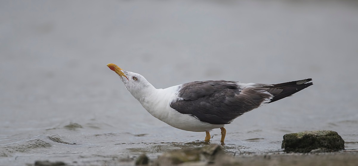 Lesser Black-backed Gull - Pascal De Munck