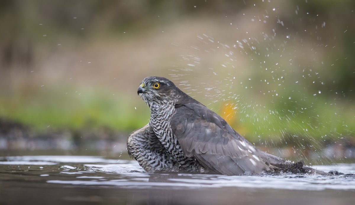 Eurasian Sparrowhawk - Pascal De Munck