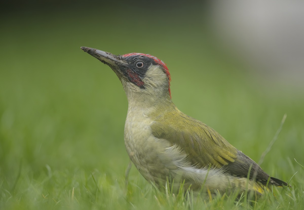 Eurasian Green Woodpecker - Pascal De Munck